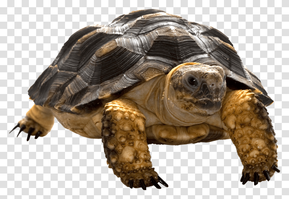 Turtle, Animals, Reptile, Sea Life, Tortoise Transparent Png