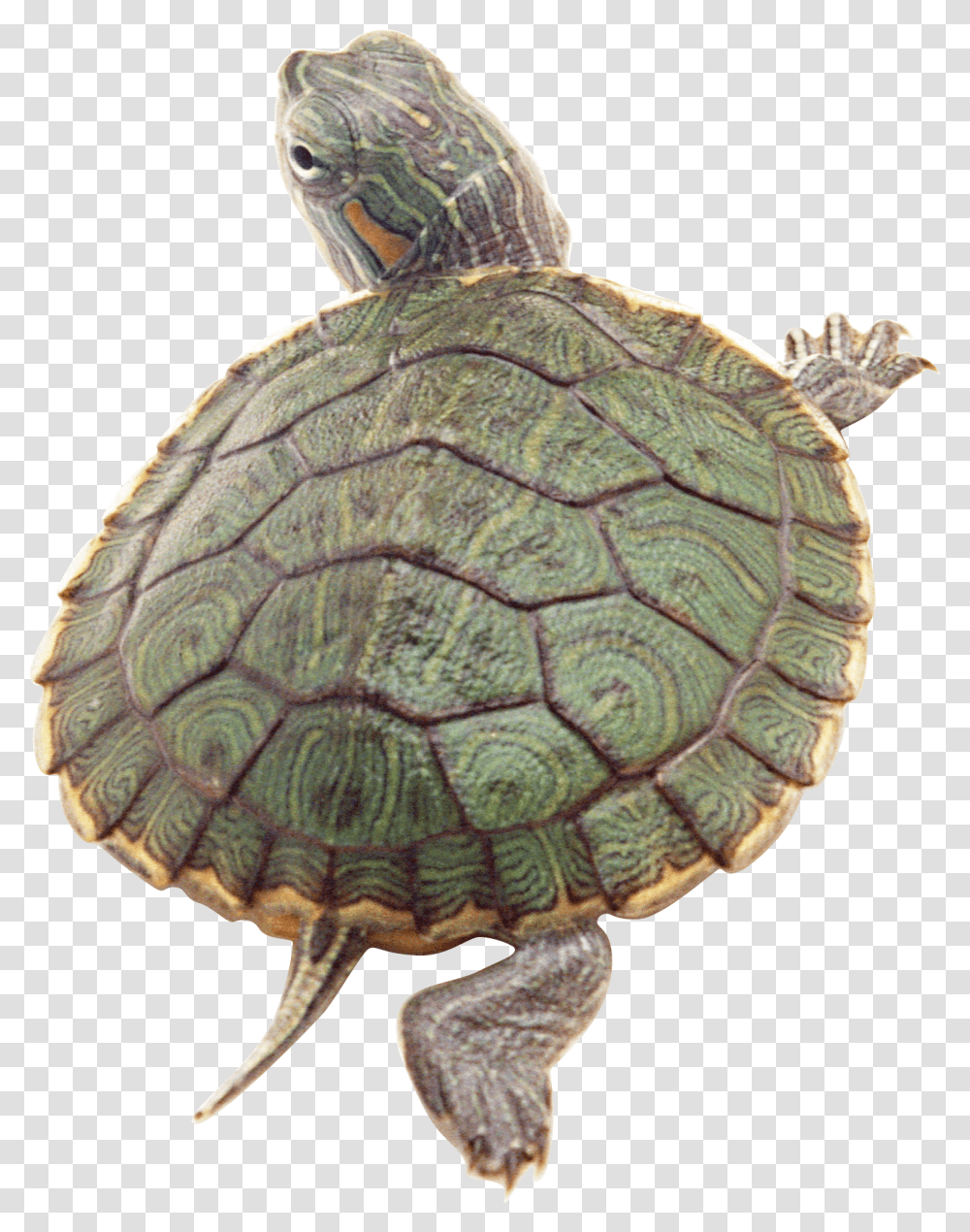 Turtle, Animals, Reptile, Sea Life, Tortoise Transparent Png
