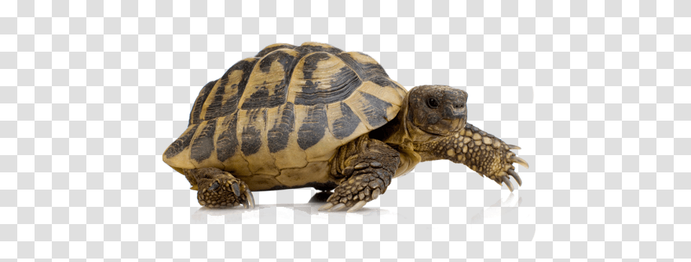 Turtle, Animals, Reptile, Sea Life, Tortoise Transparent Png