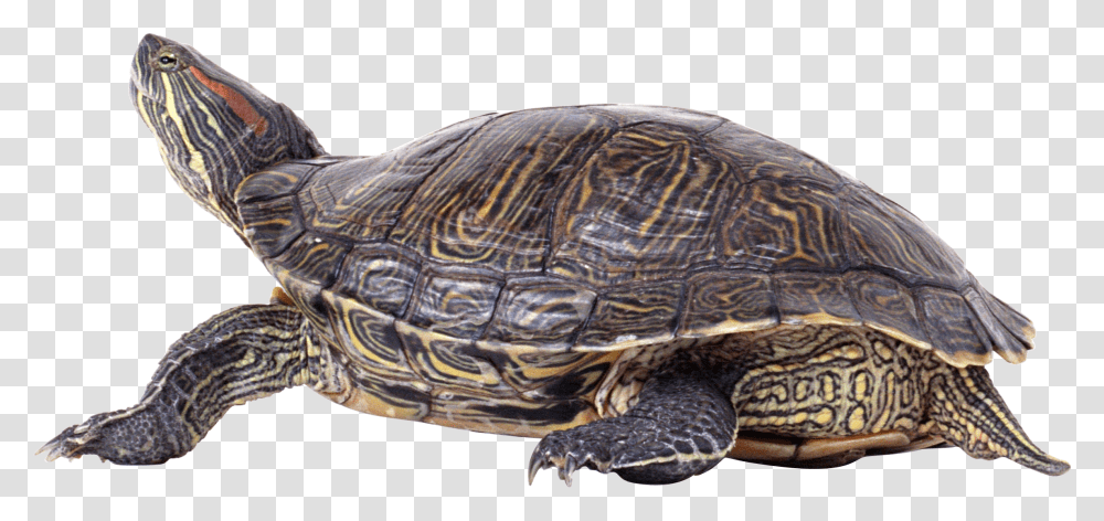 Turtle, Animals, Reptile, Sea Life, Tortoise Transparent Png