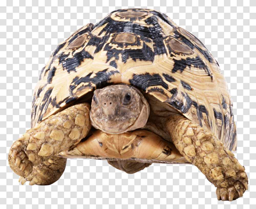 Turtle, Animals, Reptile, Sea Life, Tortoise Transparent Png