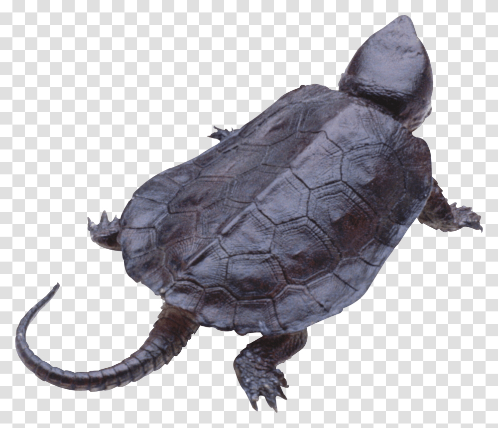 Turtle, Animals, Reptile, Sea Life, Tortoise Transparent Png