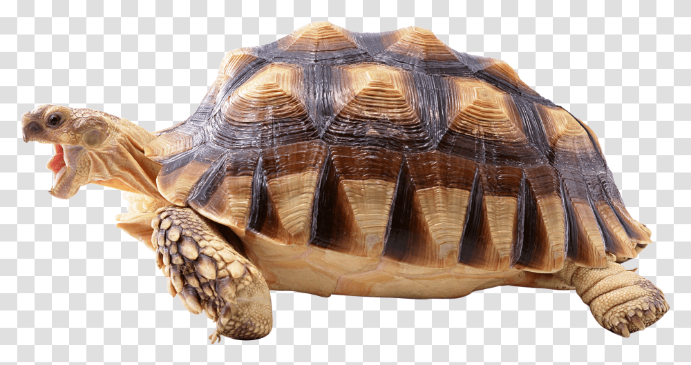 Turtle, Animals, Reptile, Sea Life, Tortoise Transparent Png