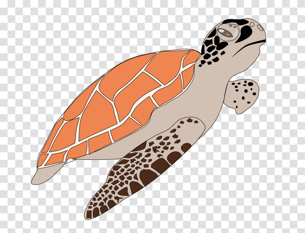 Turtle, Animals, Sea Life, Reptile, Sea Turtle Transparent Png