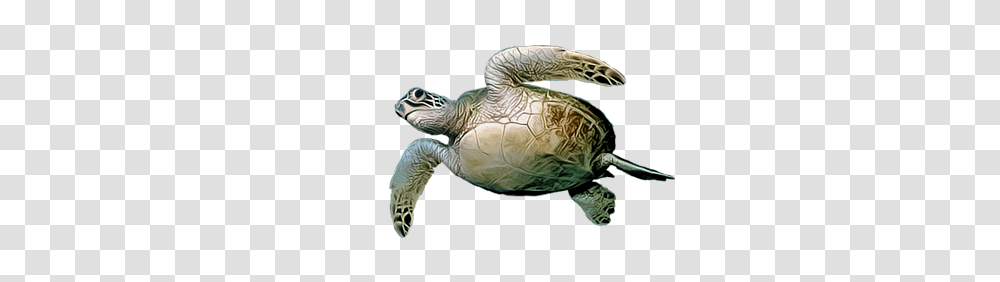 Turtle, Animals, Sea Turtle, Reptile, Sea Life Transparent Png