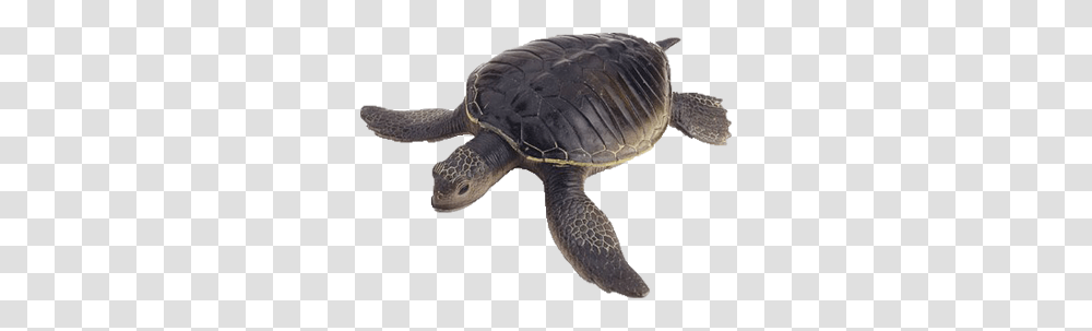 Turtle, Animals, Sea Turtle, Reptile, Sea Life Transparent Png