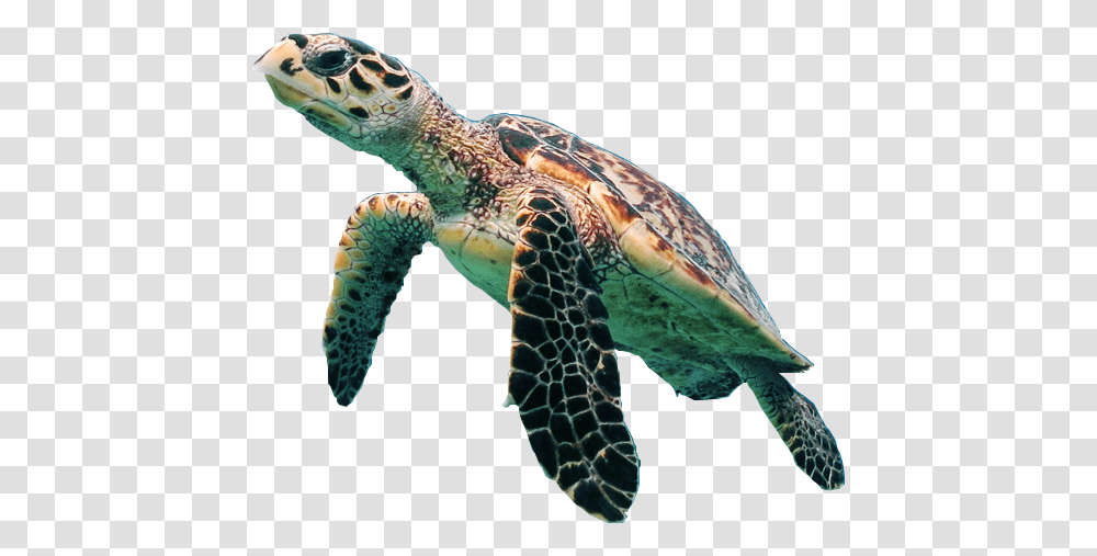 Turtle, Animals, Sea Turtle, Reptile, Sea Life Transparent Png