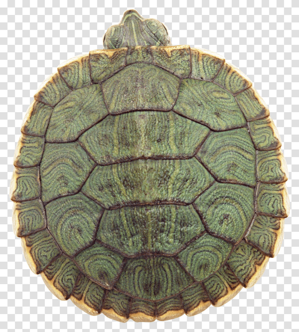 Turtle, Animals, Soccer Ball, Football, Team Sport Transparent Png