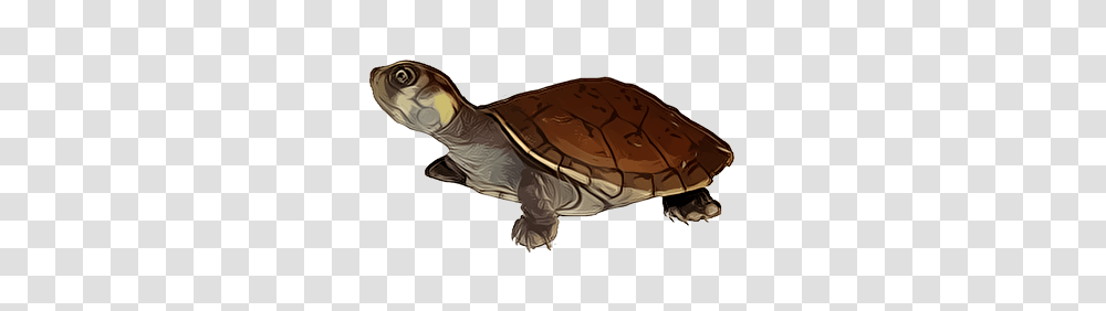 Turtle, Animals, Tortoise, Reptile, Sea Life Transparent Png