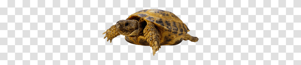 Turtle, Animals, Tortoise, Reptile, Sea Life Transparent Png