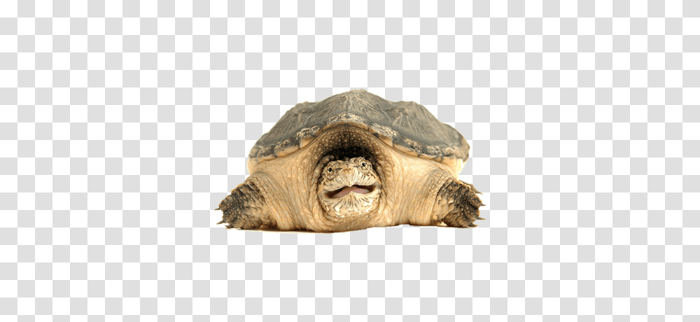 Turtle, Animals, Tortoise, Reptile, Sea Life Transparent Png