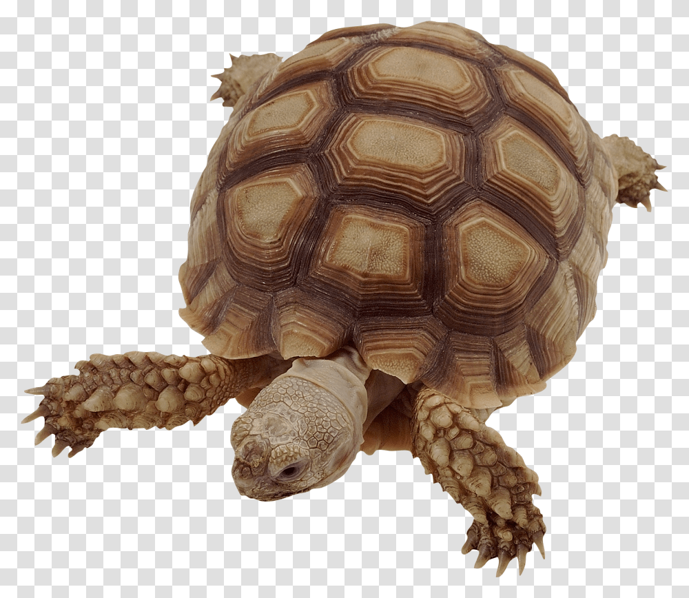 Turtle, Animals, Tortoise, Reptile, Sea Life Transparent Png