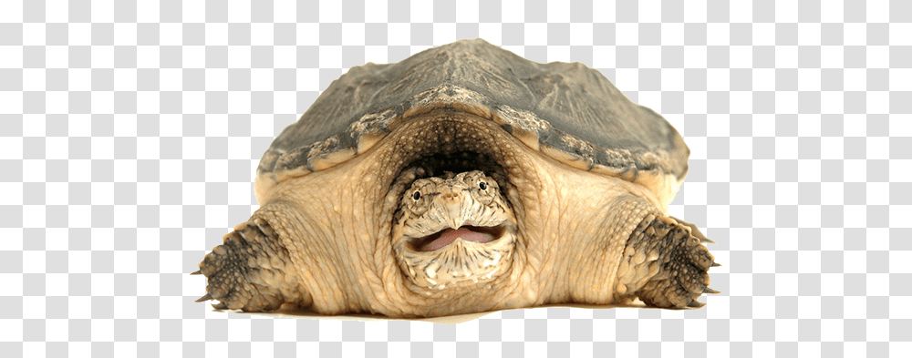 Turtle, Animals, Tortoise, Reptile, Sea Life Transparent Png