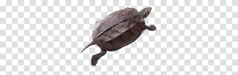 Turtle, Animals, Tortoise, Reptile, Sea Life Transparent Png
