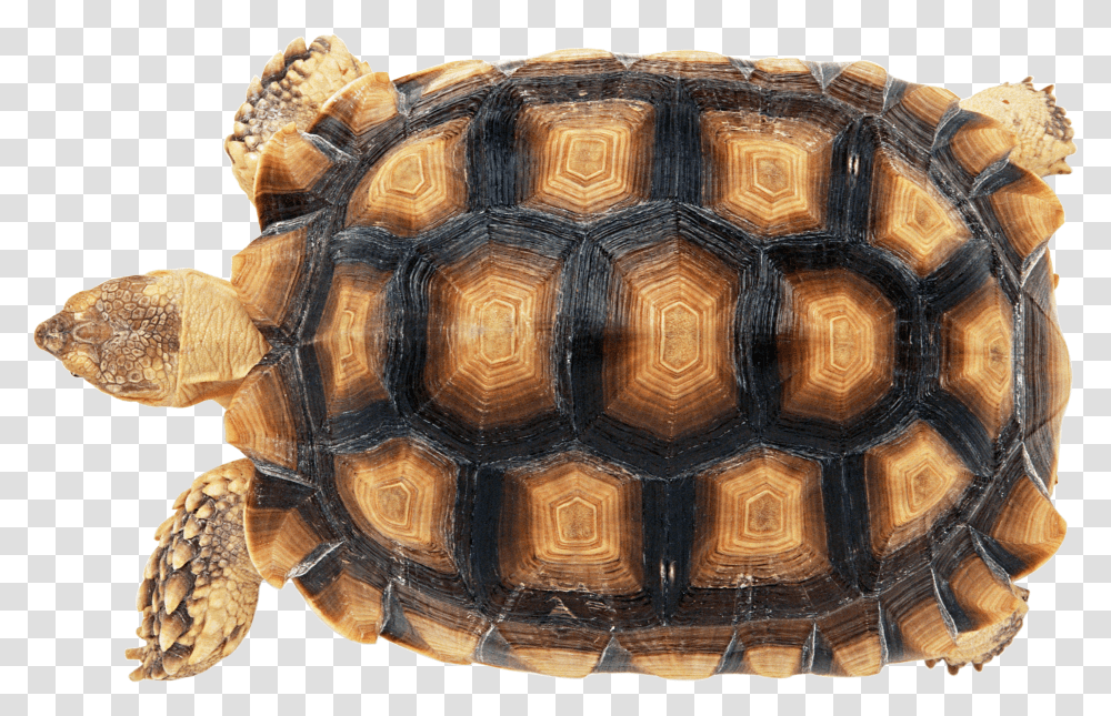 Turtle, Animals Transparent Png