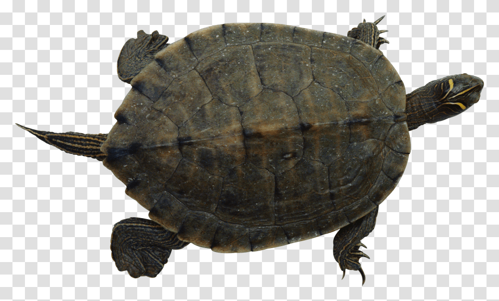 Turtle, Animals Transparent Png