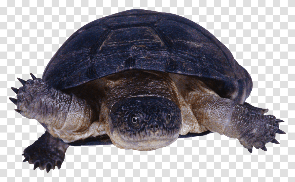 Turtle, Animals Transparent Png