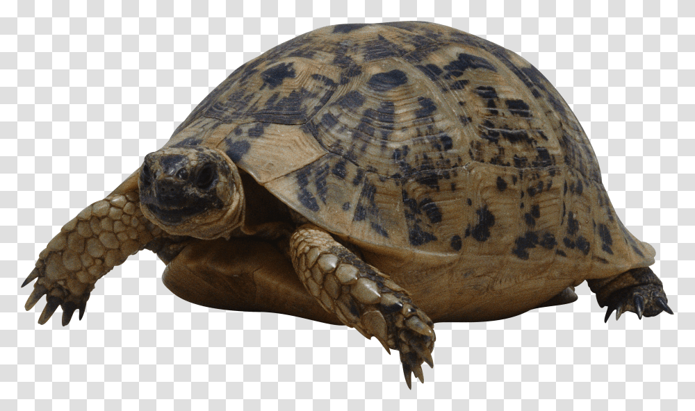 Turtle, Animals Transparent Png