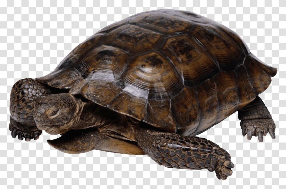 Turtle, Animals Transparent Png