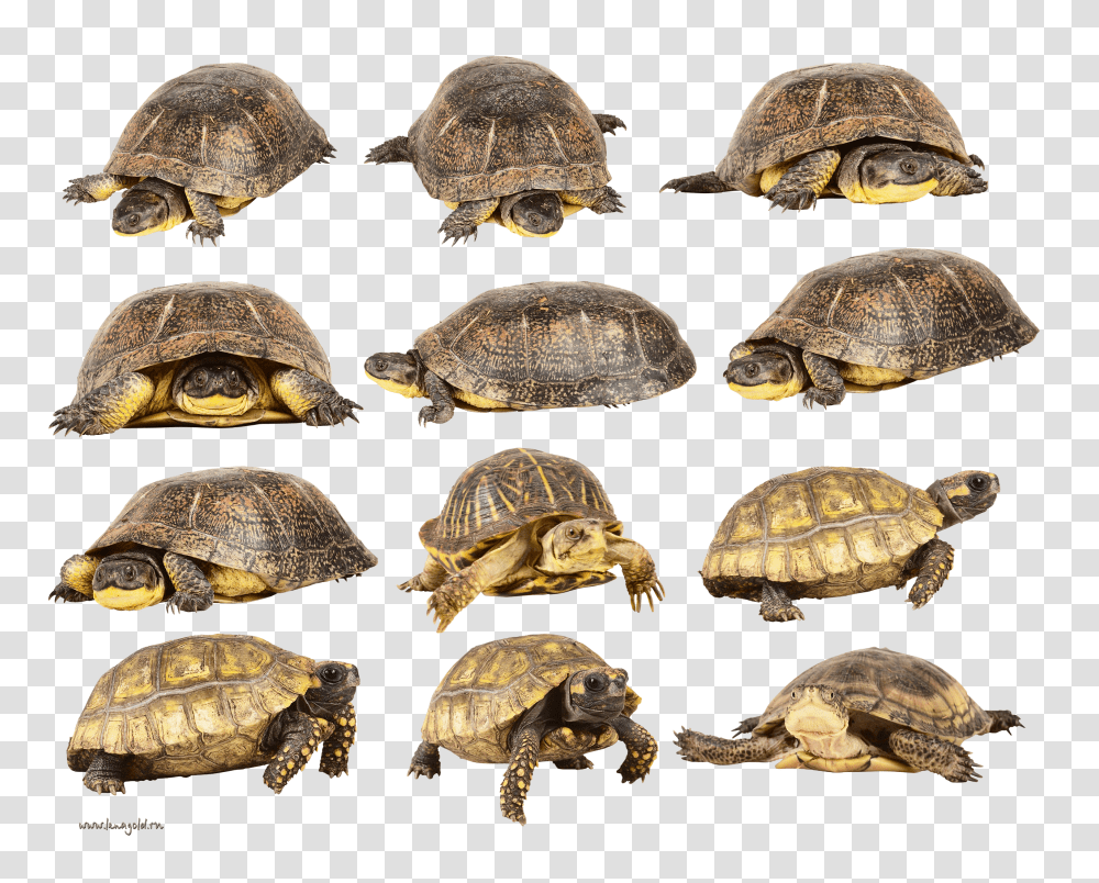 Turtle, Animals Transparent Png