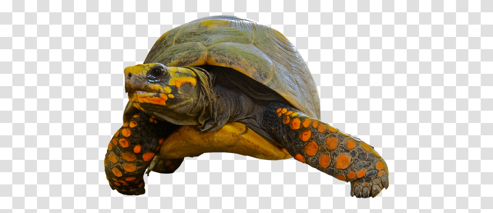 Turtle Background Image Free Images Background Turtles Gif, Reptile, Sea Life, Animal, Tortoise Transparent Png