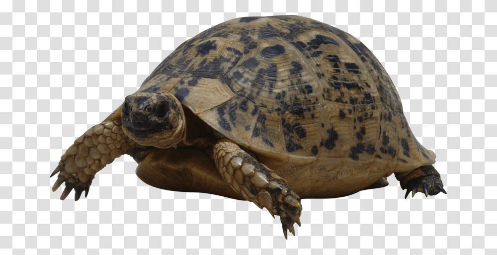 Turtle Background Turtle, Reptile, Sea Life, Animal, Box Turtle Transparent Png