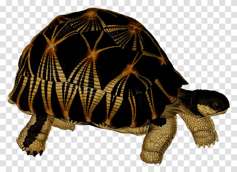 Turtle Background Turtle, Reptile, Sea Life, Animal, Pattern Transparent Png