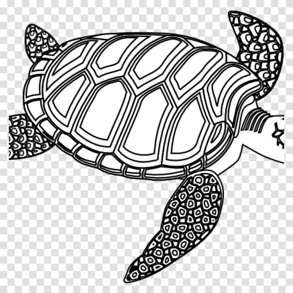 Turtle Black And White Clipart Free Clipart Download, Tortoise, Reptile, Sea Life, Animal Transparent Png