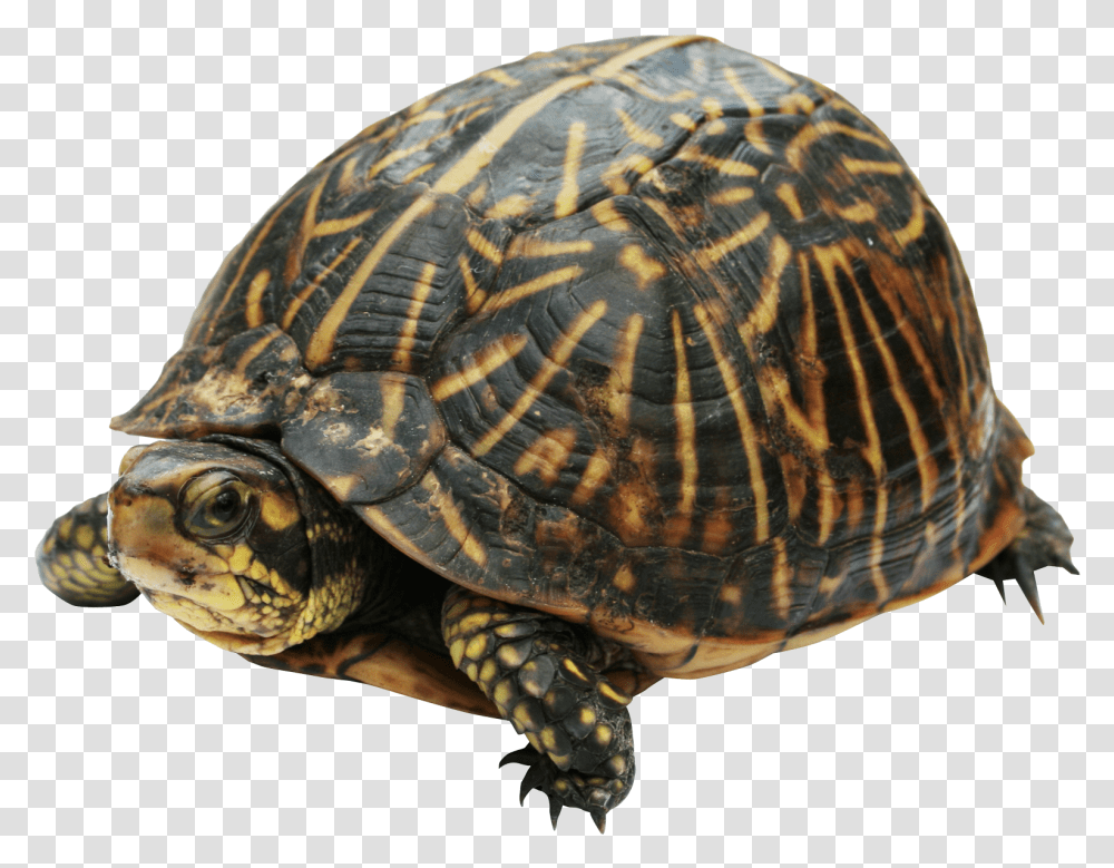 Turtle Box Turtle, Reptile, Sea Life, Animal, Tortoise Transparent Png