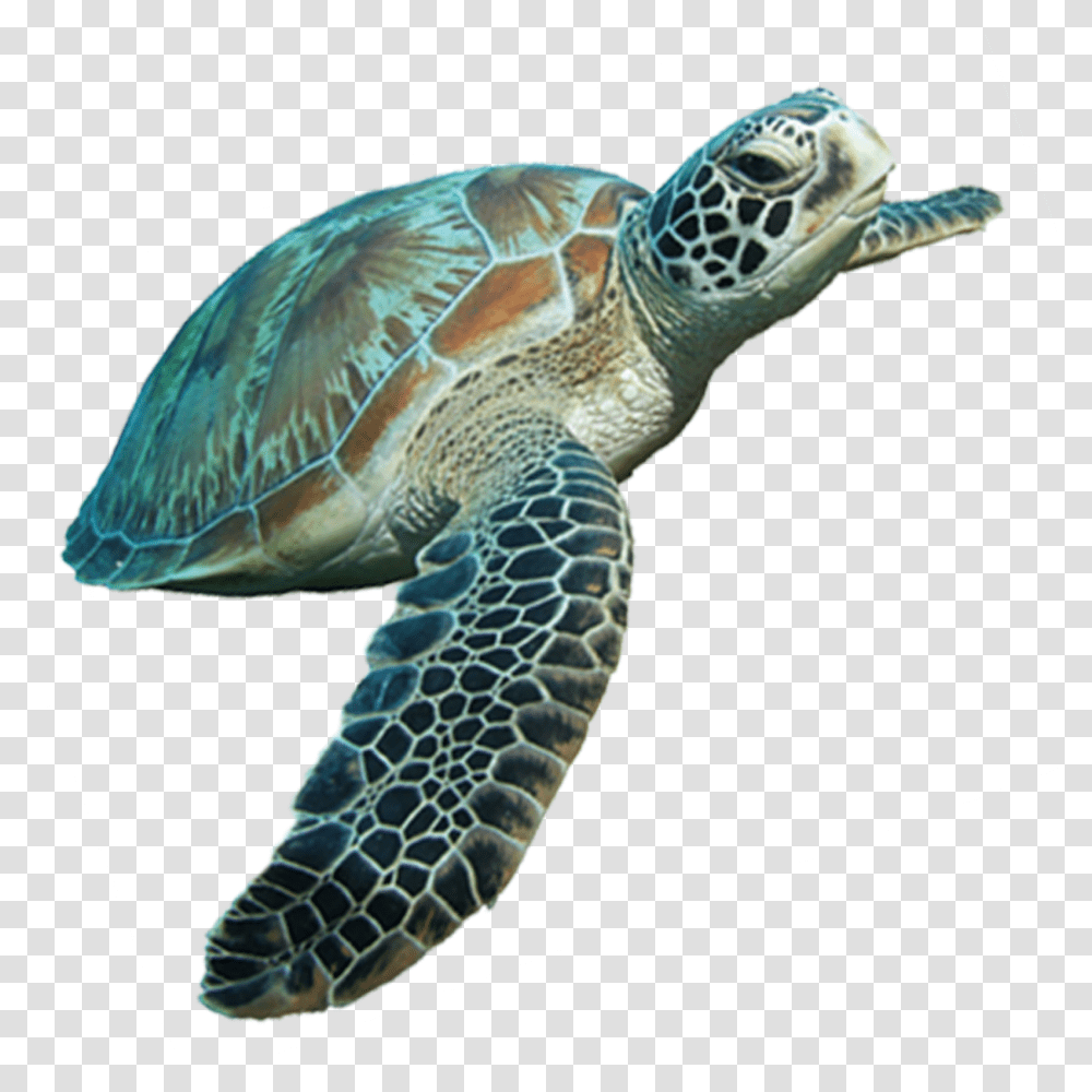 Turtle Cartoon Tortoise Clip Art, Reptile, Sea Life, Animal, Sea Turtle Transparent Png