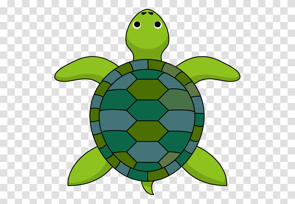 Тип симметрии черепахи
