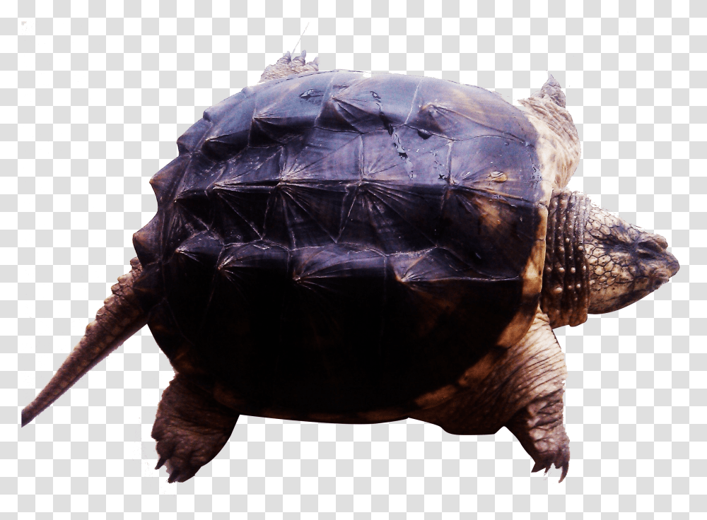 Turtle Clipart Tortoise, Reptile, Sea Life, Animal, Box Turtle Transparent Png