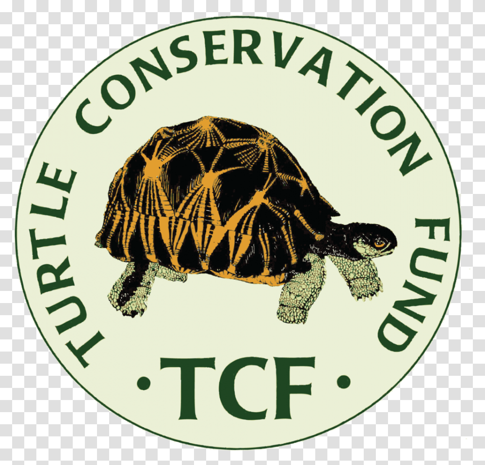 Turtle Conservation Fund, Reptile, Sea Life, Animal, Tortoise Transparent Png