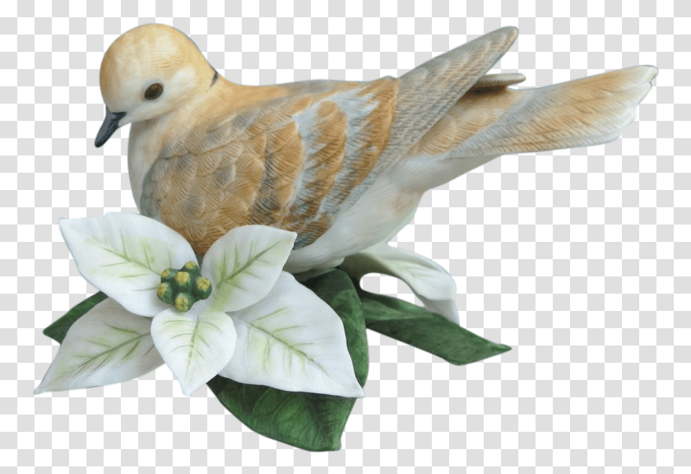 Turtle Doves For Free Download On Mbtskoudsalg Turtle Dove, Bird, Animal, Pigeon, Finch Transparent Png
