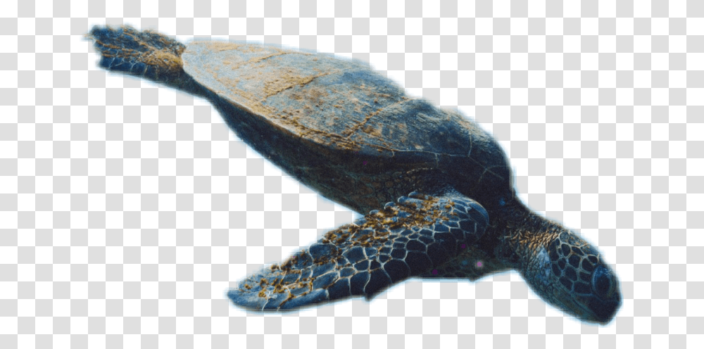 Turtle Download Hawksbill Sea Turtle, Reptile, Sea Life, Animal, Tortoise Transparent Png