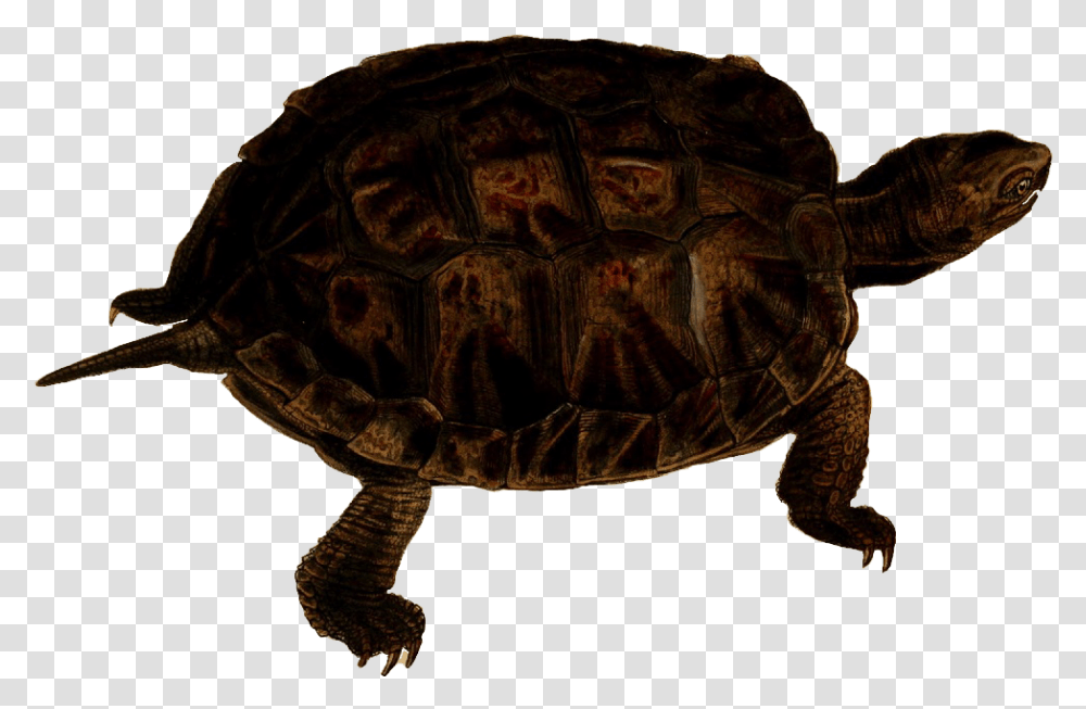 Turtle Free Image Download, Reptile, Sea Life, Animal, Tortoise Transparent Png