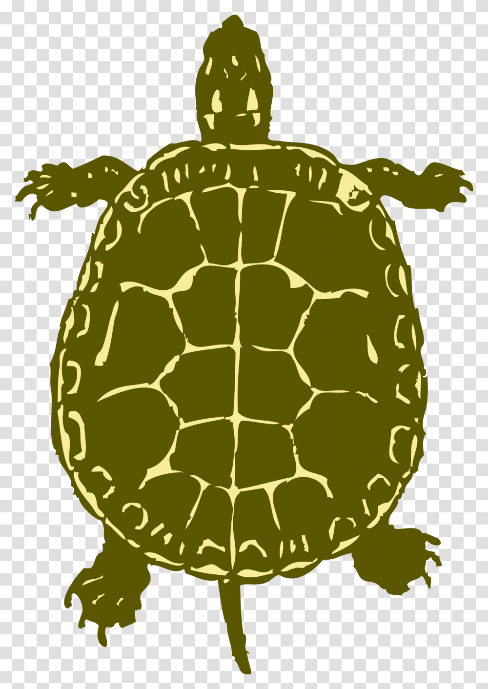 Turtle From Birds Eye View, Tortoise, Reptile, Sea Life, Animal Transparent Png