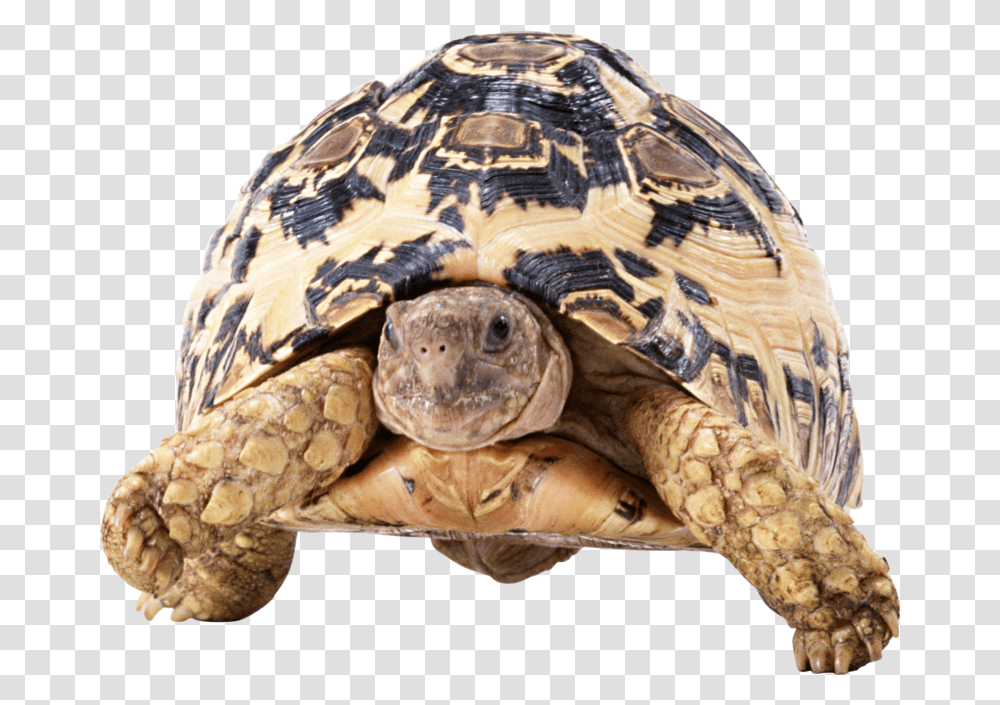 Turtle Front, Reptile, Sea Life, Animal, Tortoise Transparent Png