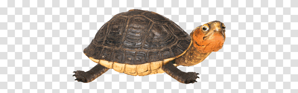 Turtle Gif Background, Reptile, Sea Life, Animal, Tortoise Transparent Png