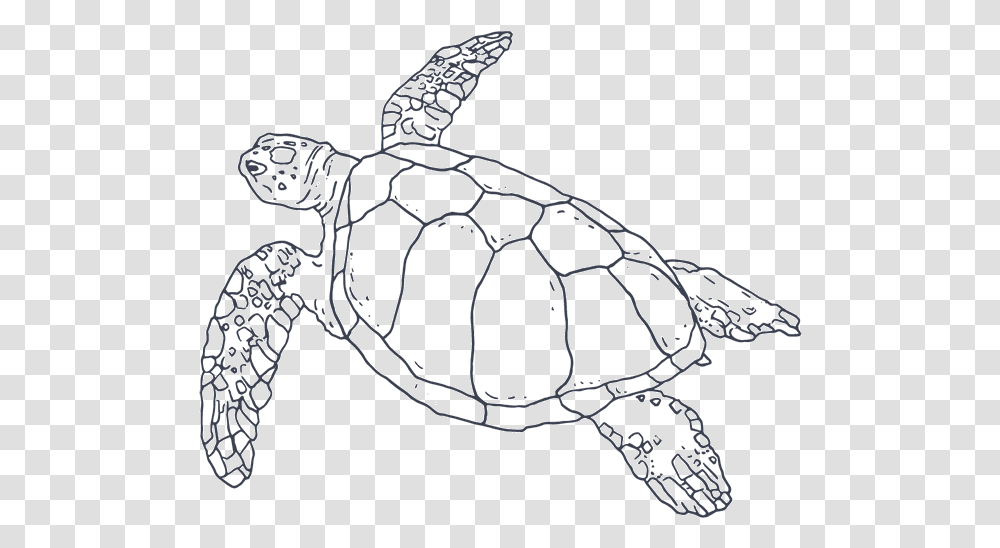 Turtle Icon Hawksbill Sea Turtle, Reptile, Sea Life, Animal, Tortoise Transparent Png