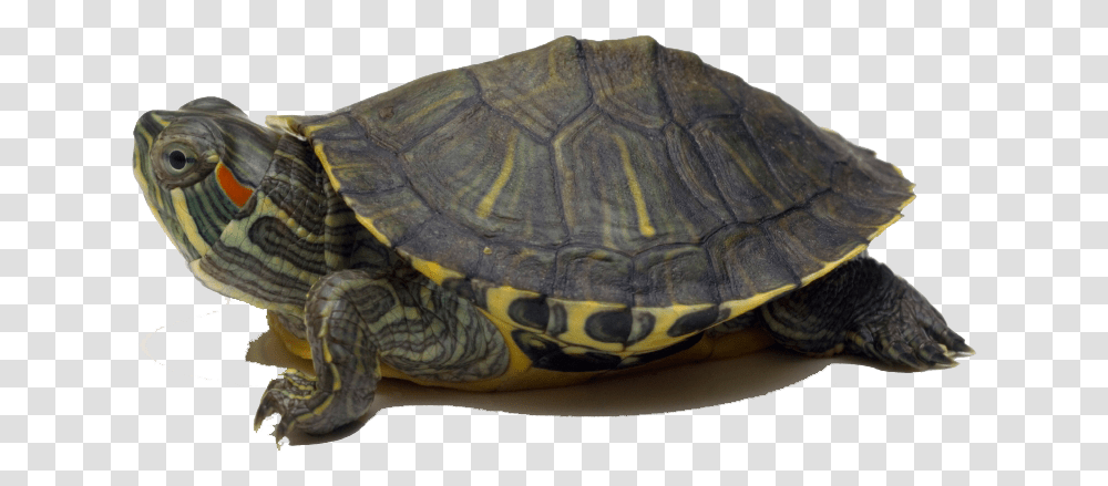 Turtle Image Turtle In The Sky, Reptile, Sea Life, Animal, Tortoise Transparent Png