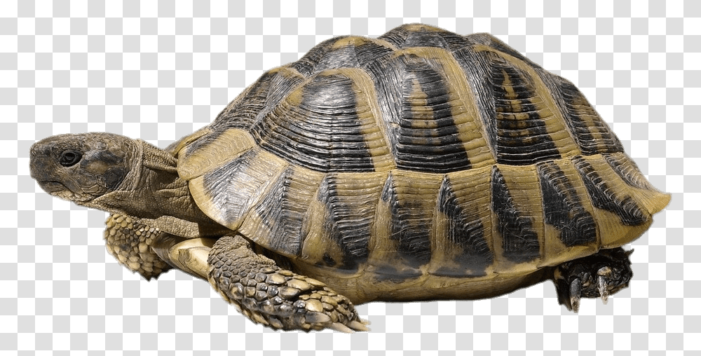 Turtle Image With White Background, Reptile, Sea Life, Animal, Tortoise Transparent Png