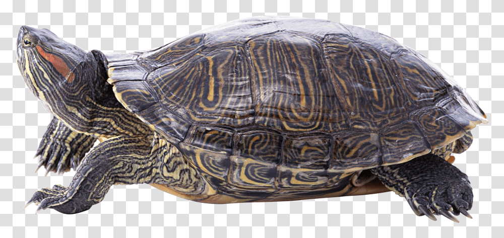Turtle Images Free Download Painted Turtle Background Transparent Png