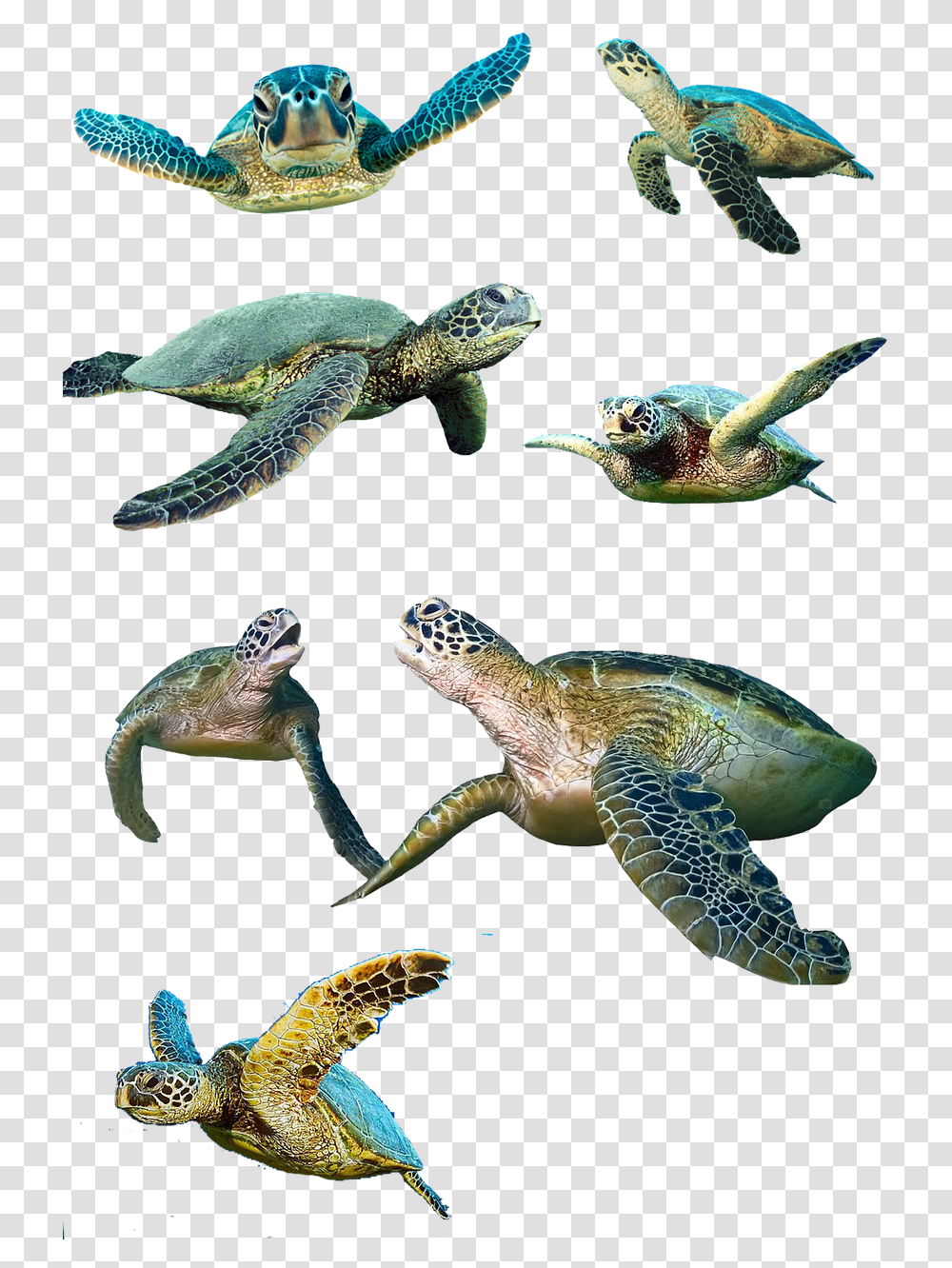 Turtle Isolated Water Turtle Free Photo Baby Sea Turtles Background, Tortoise, Reptile, Sea Life, Animal Transparent Png