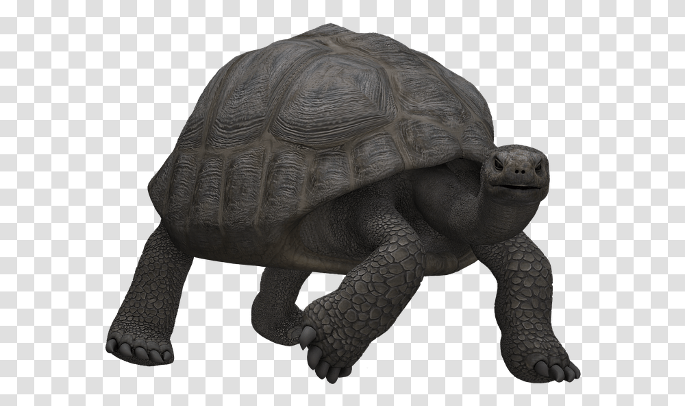 Turtle Panzer Animal Mammal Digital Art Isolated Skildpadde, Reptile, Sea Life, Tortoise Transparent Png