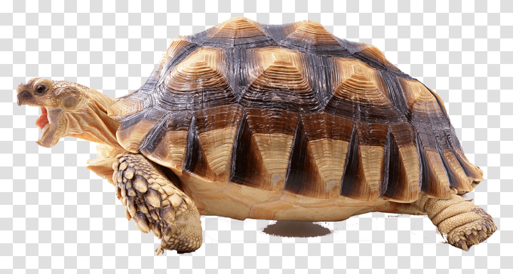 Turtle Photo Background Tortoise Without Background, Reptile, Sea Life, Animal, Box Turtle Transparent Png