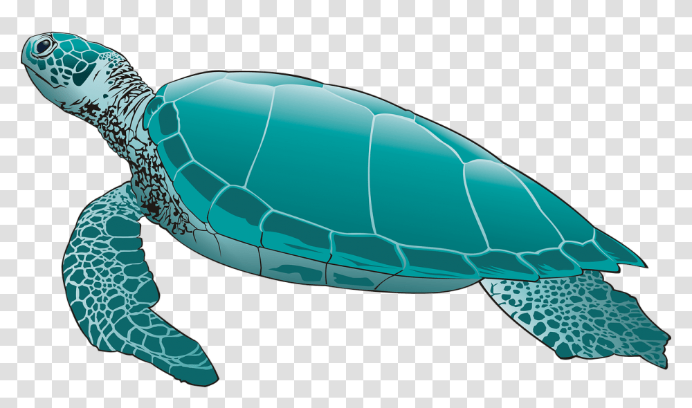 Turtle Pic Arts Green Sea Turtle, Reptile, Animal, Sea Life, Tortoise Transparent Png