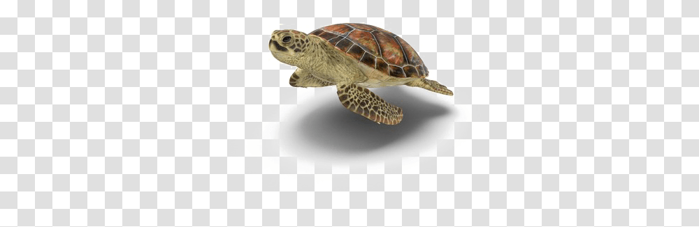 Turtle Picture Background Turtle, Sea Turtle, Reptile, Sea Life, Animal Transparent Png
