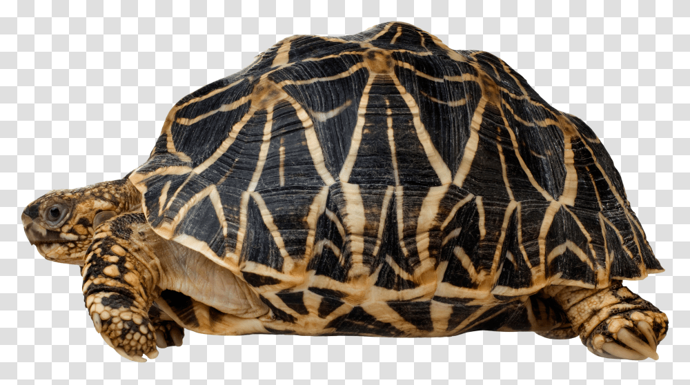 Turtle Reptile Indian Star Tortoise Indian Star Tortoise Transparent Png