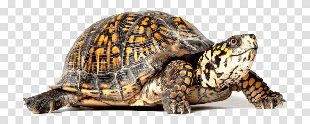 Turtle, Reptile, Sea Life, Animal, Box Turtle Transparent Png